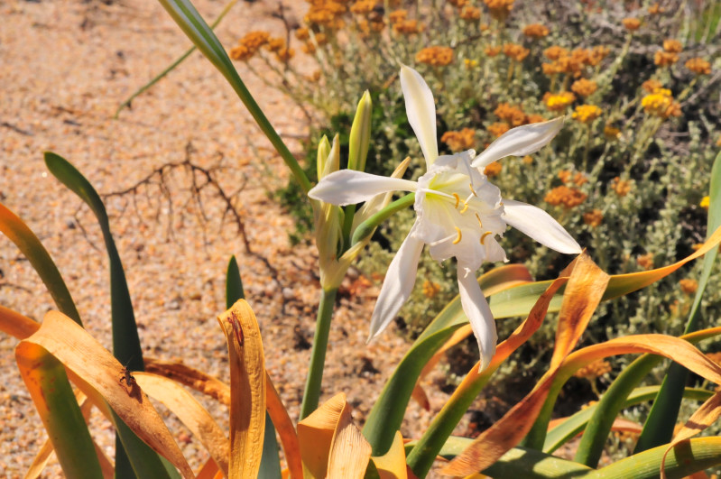 Pancratium illyricum / Giglio di Sardegna